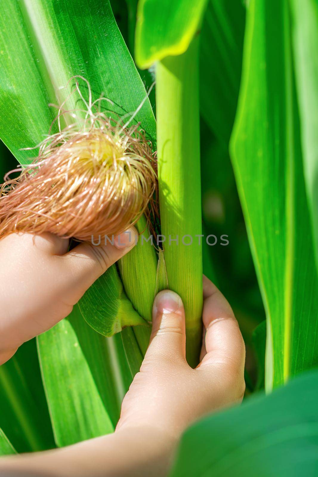 Close up of cob of corn growing in garden in hands of little child in summer