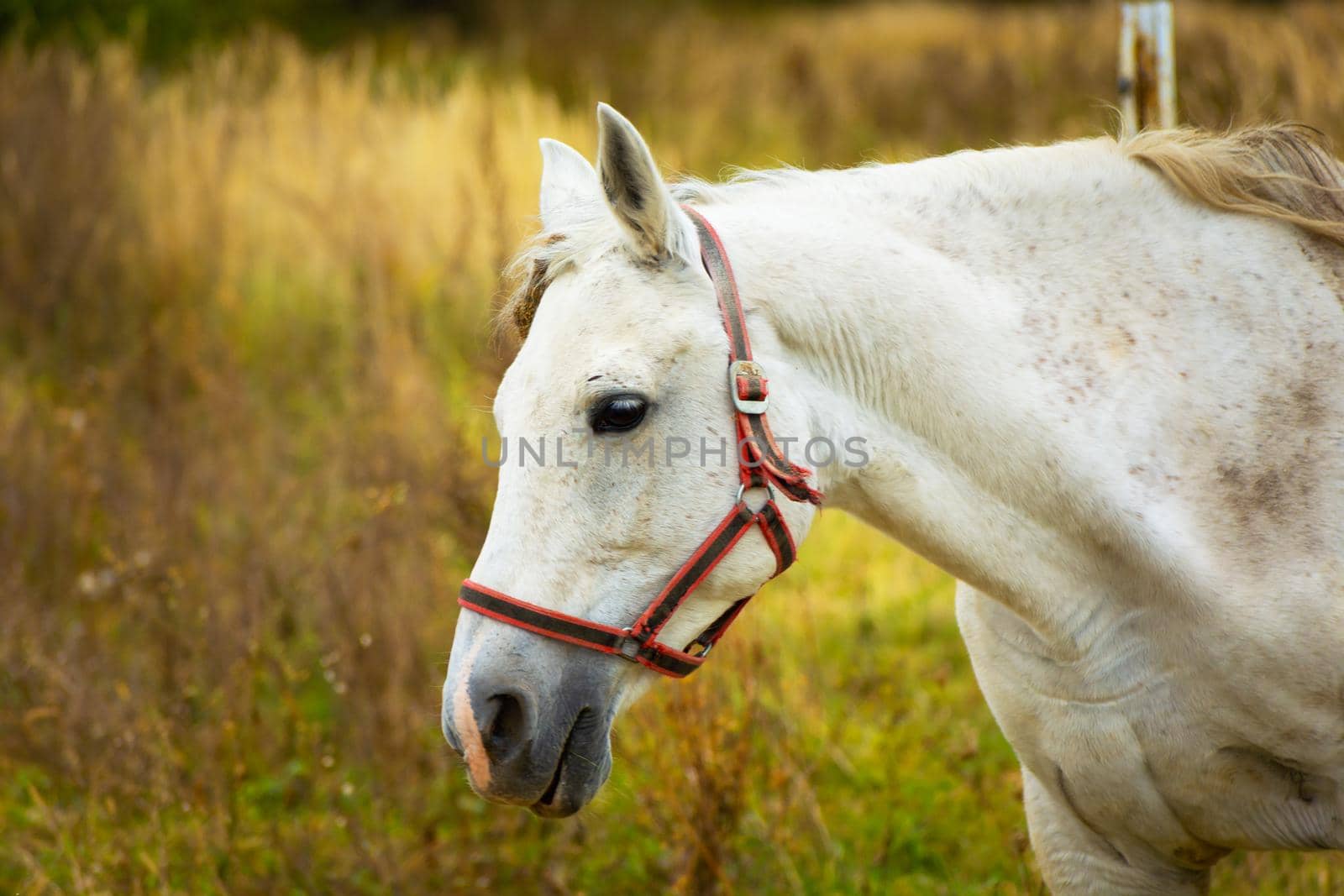 Portrait of a white horse on a meadow, October day