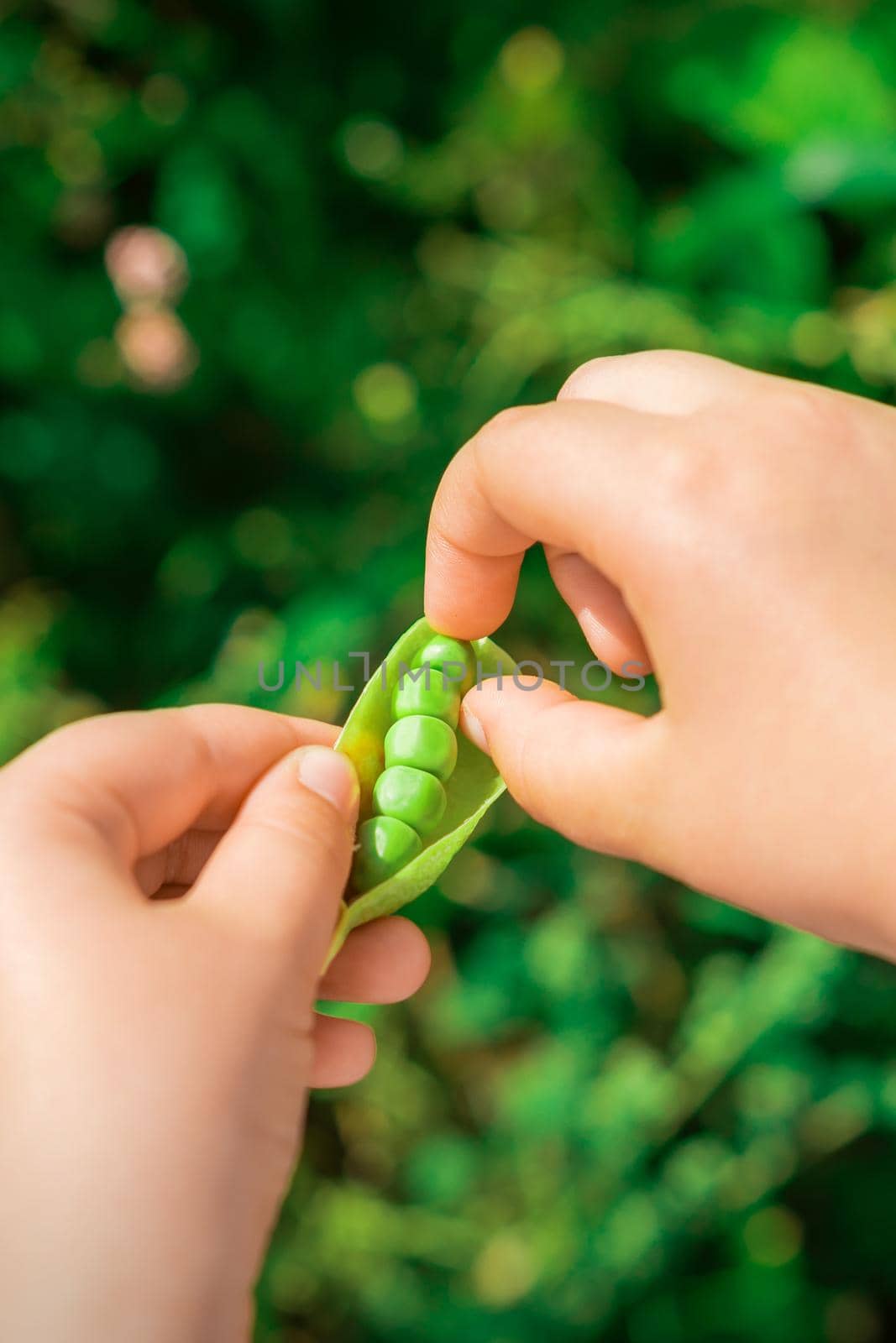 Close up of fresh open pod of green peas in the hands of a child.