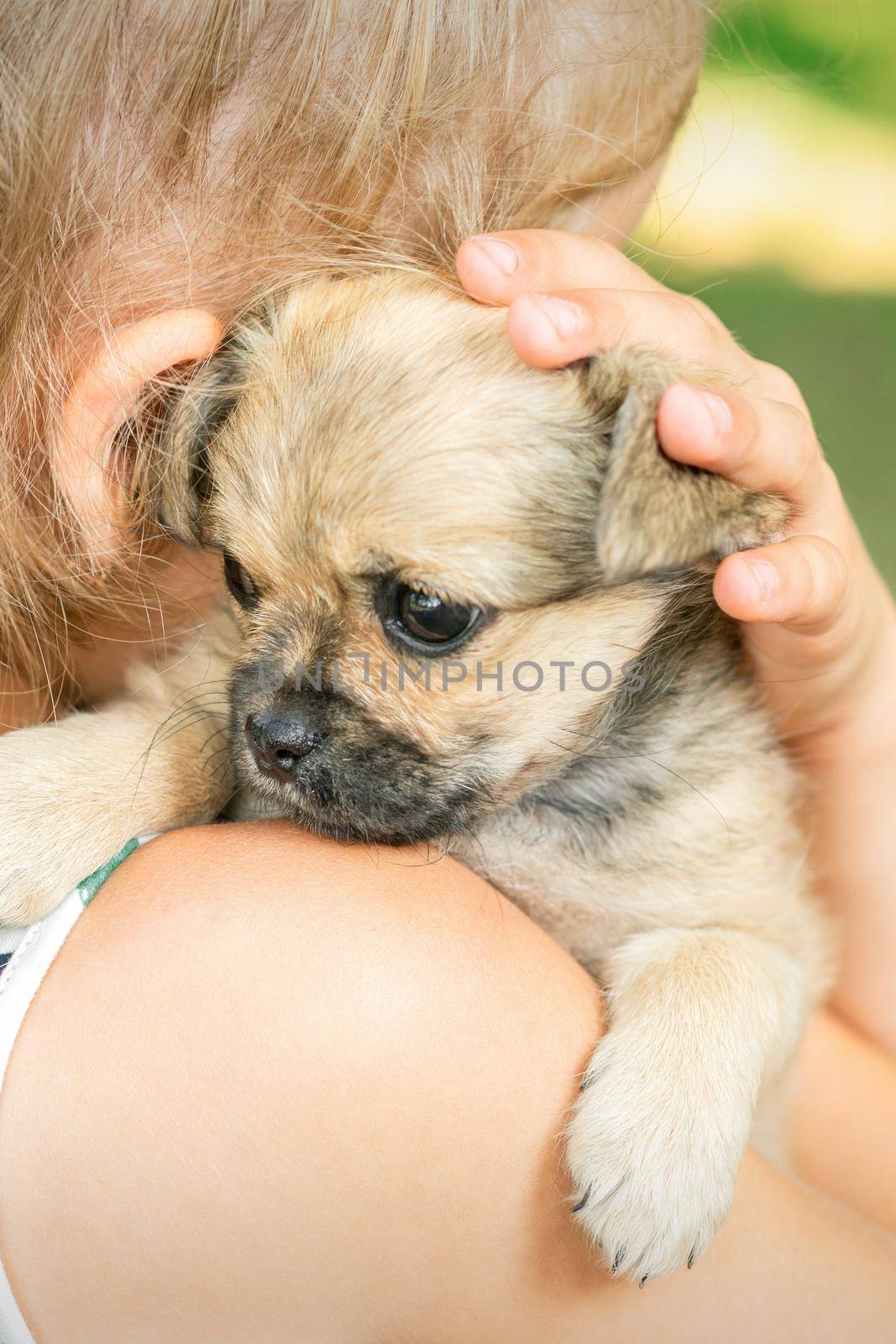 Close up of little purebred sad puppy sitting on shoulder of young girl outdoors