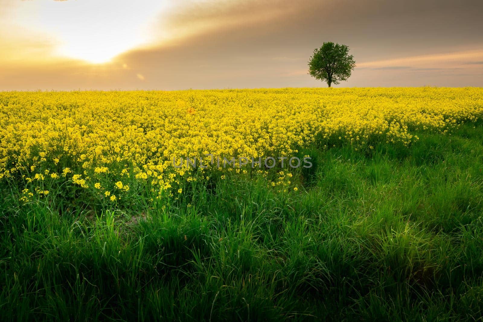 Green grass in front of a yellow field of rape, a solitary tree and the sun behind the grey clouds, Czulczyce, Poland