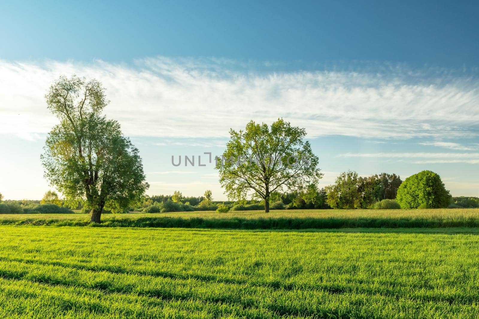 Green fields with trees and a white cloud on the sky, Nowiny, Poland