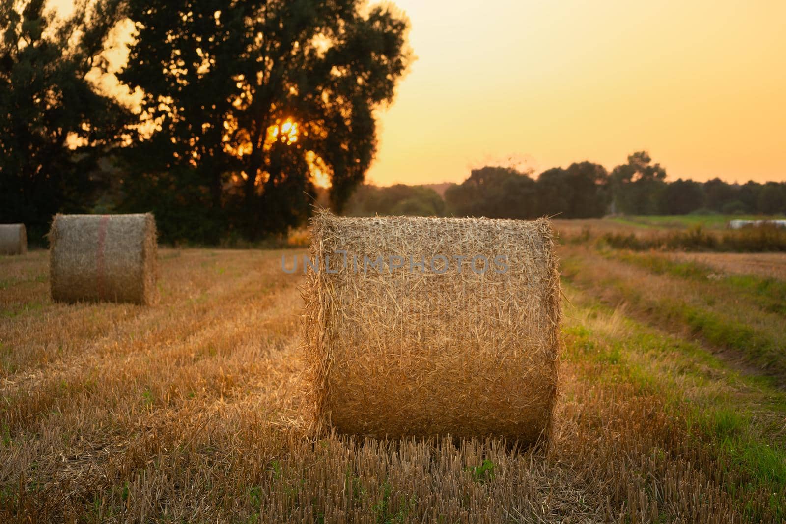 Round hay bales in a rural field, evening view