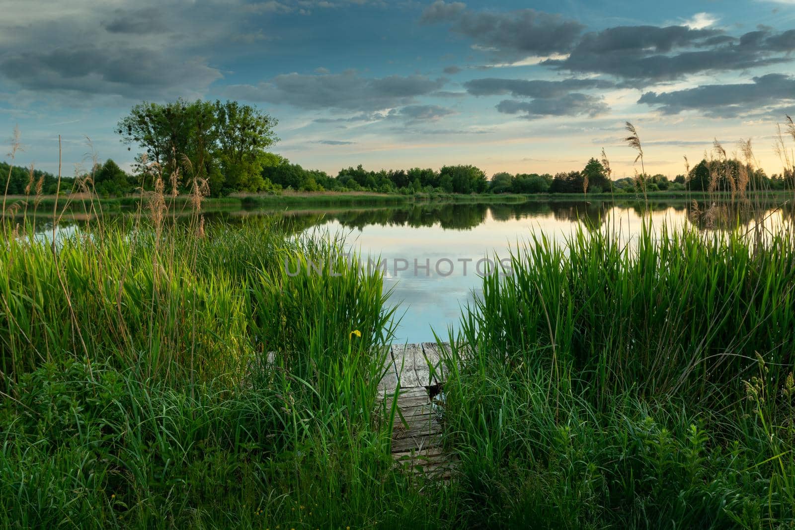 A wooden pier in green reeds on the lake shore and clouds on the sky, Stankow, Lubelskie, Poland