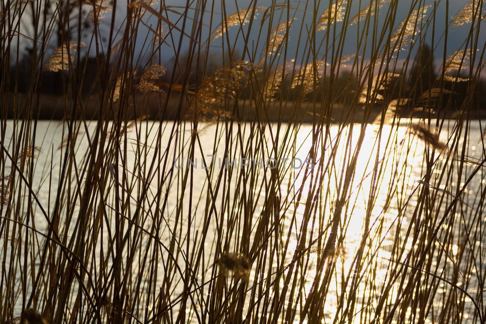 Sunshine in the lake behind the reeds, spring view