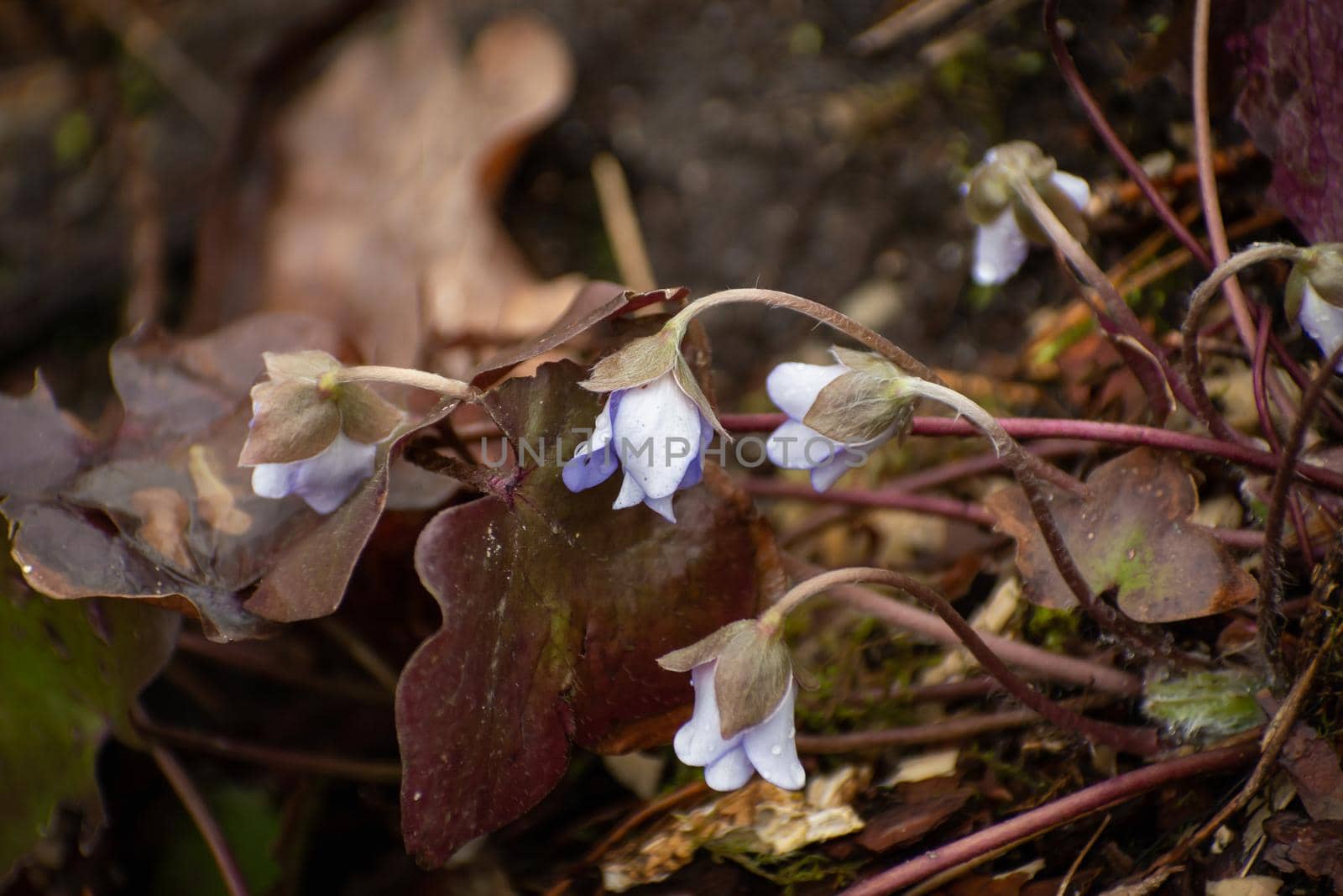 Purple flowers of Anemone hepatica in a wet forest, spring day.