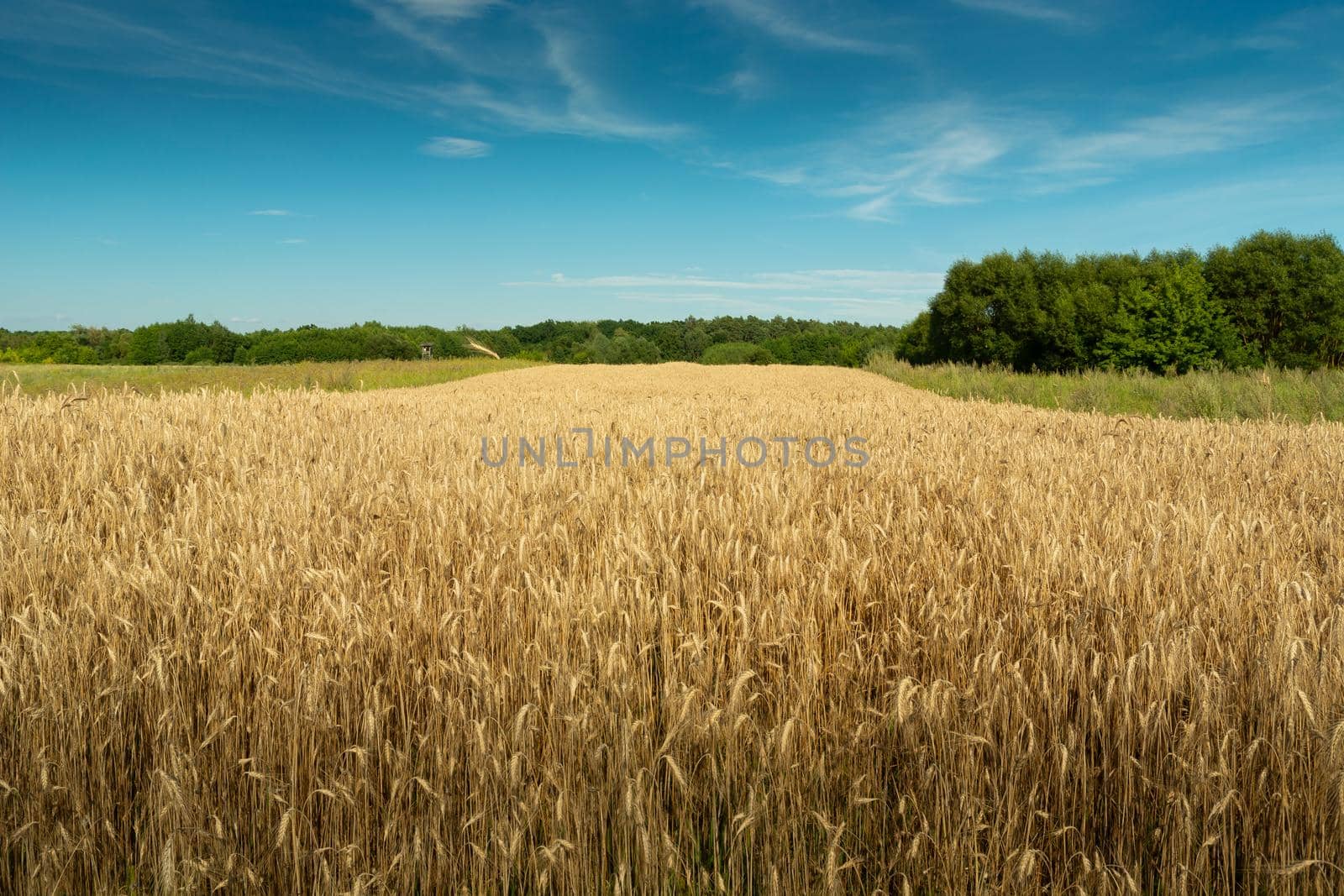 Field of triticale, green forest and blue sky, rural summer view