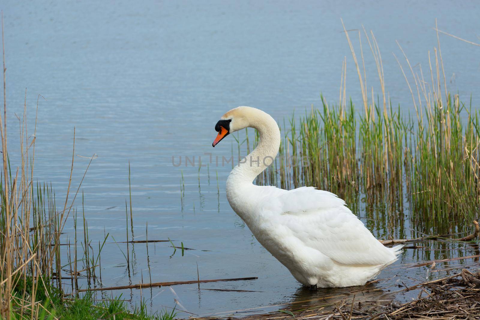 White mute swan standing in lake water, spring day