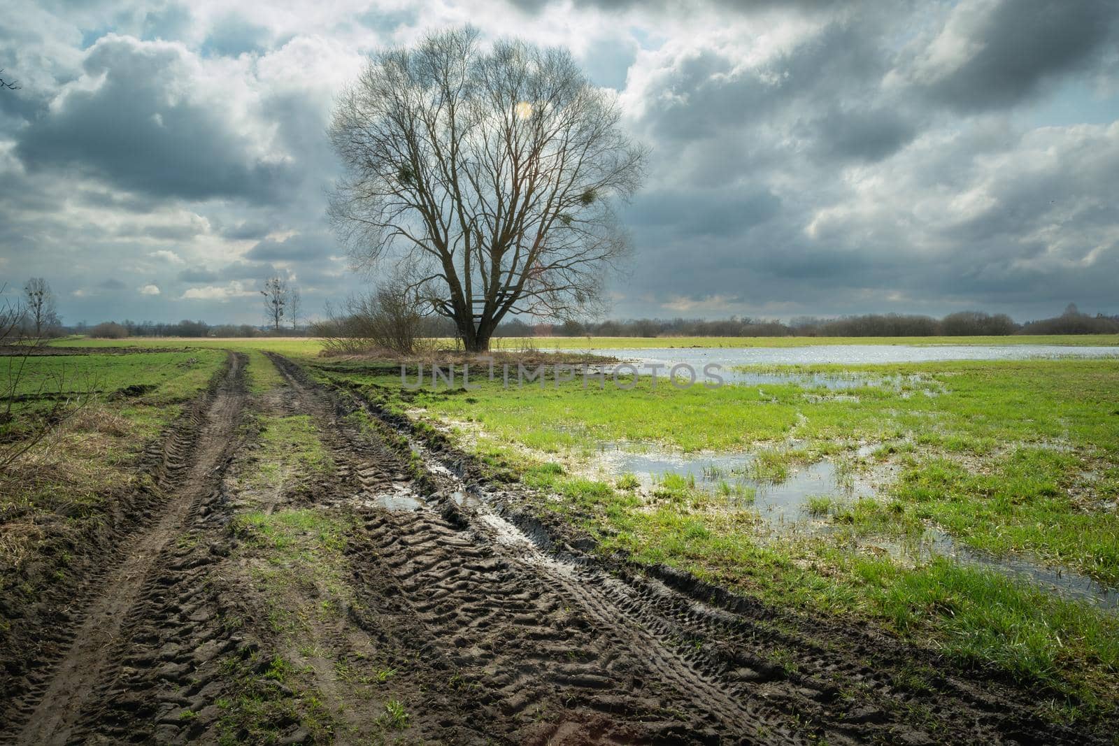 A muddy road and a wet meadow with a tree, spring day
