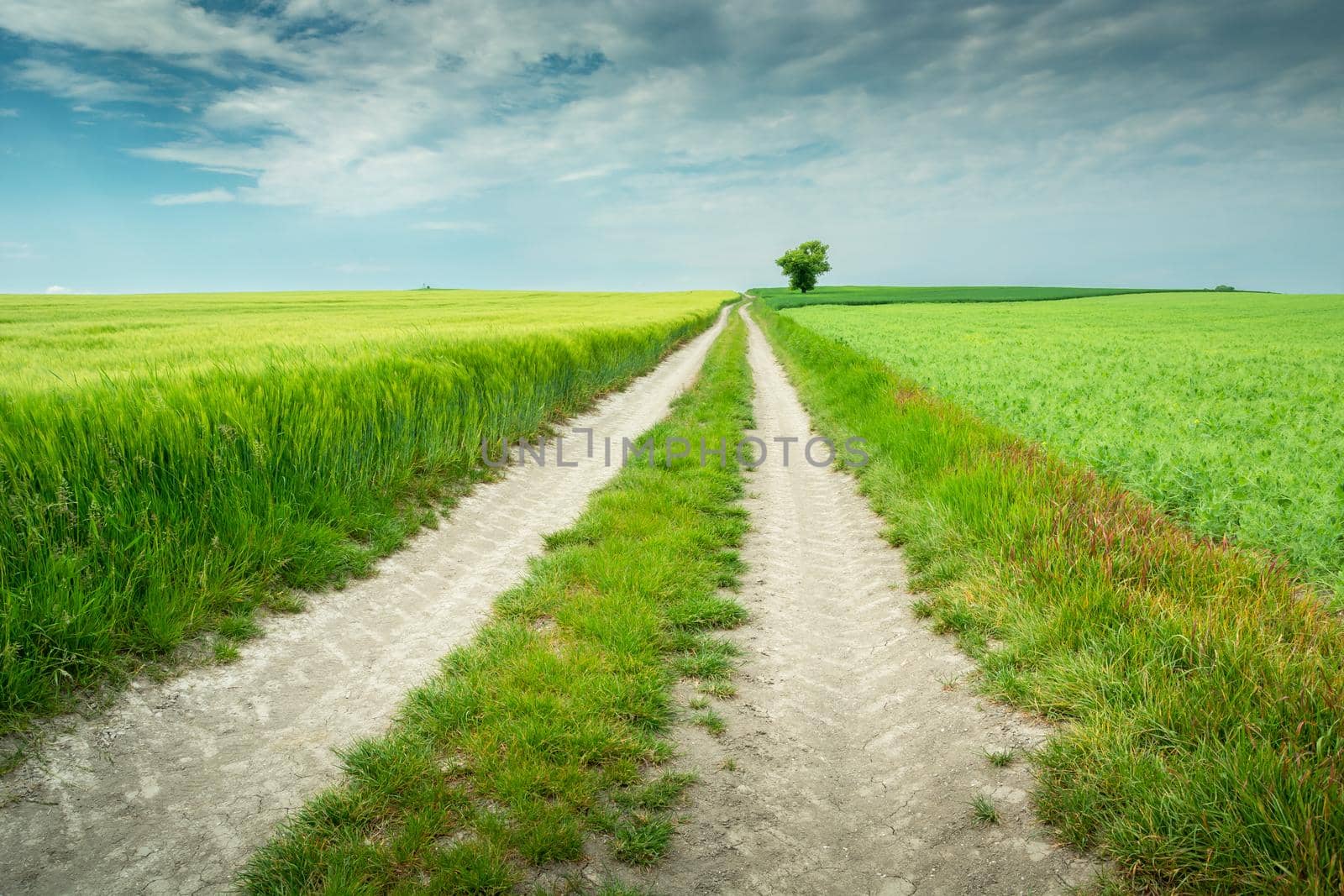 Rural road through farmland and a lone tree, spring day