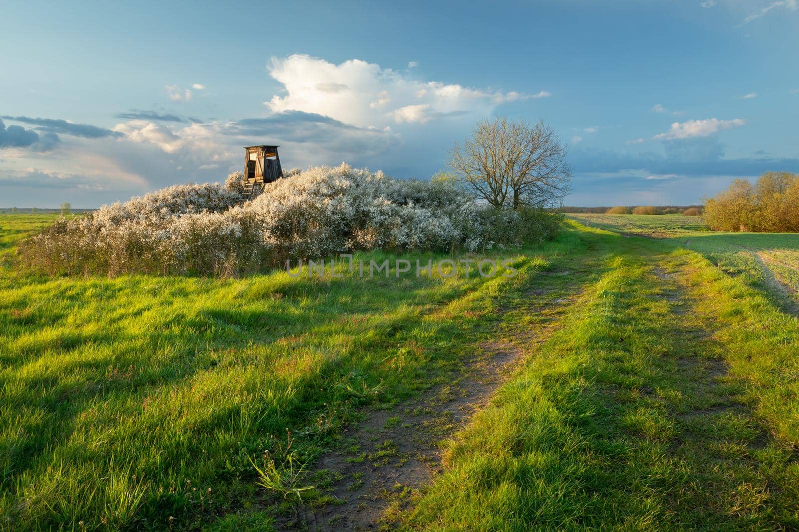 Dirt road through the fields next to the hunter's pulpit in the flowering bushes, spring view