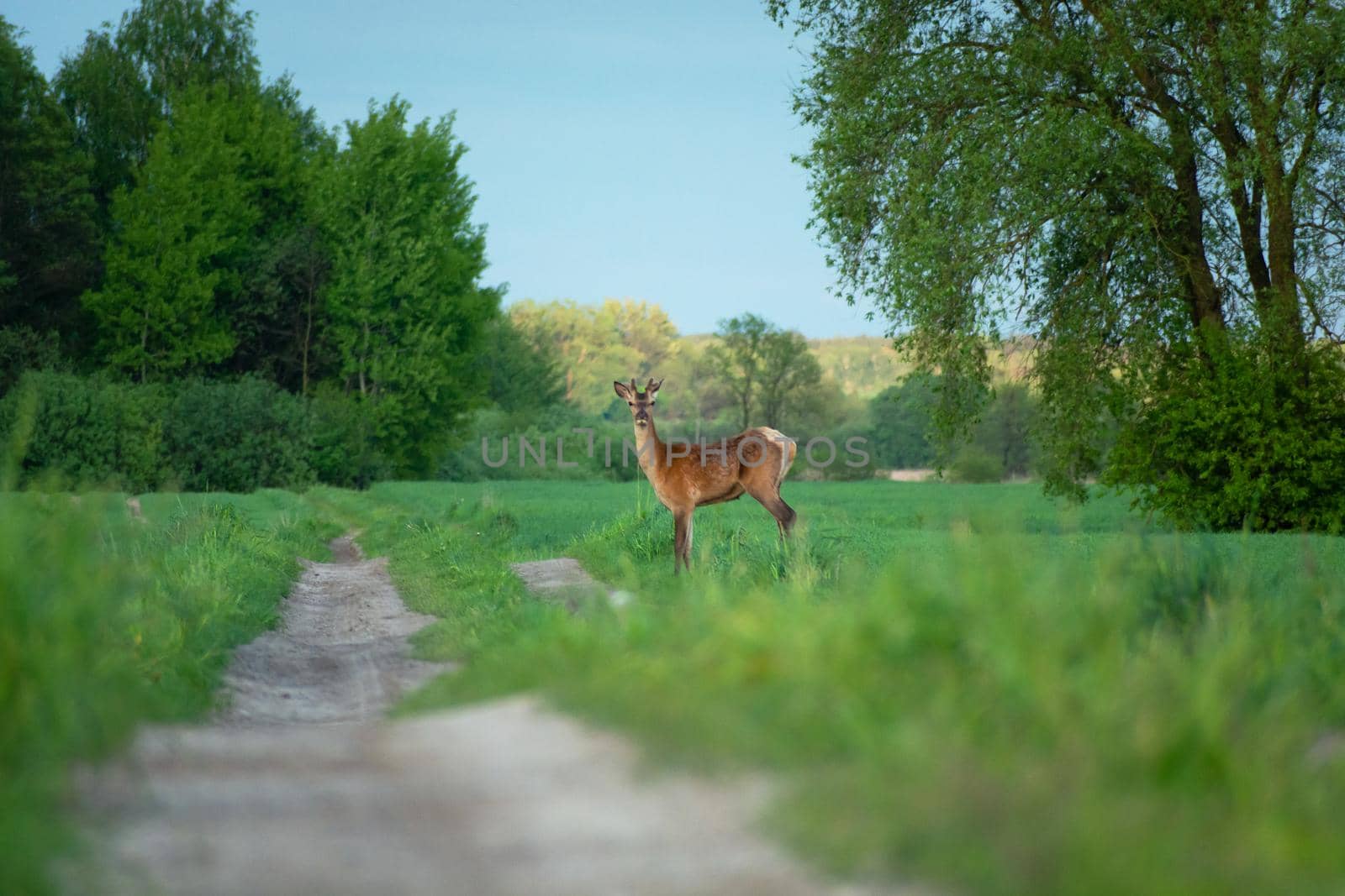 A young red deer standing by a dirt road, spring day in may