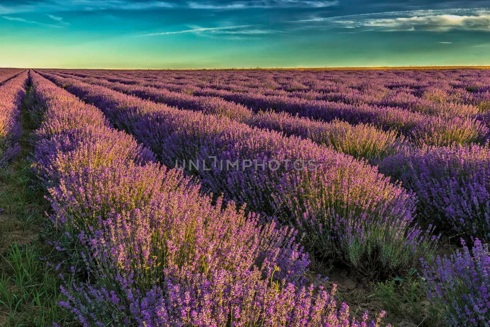 Day view of beautiful landscape of lavender field rows