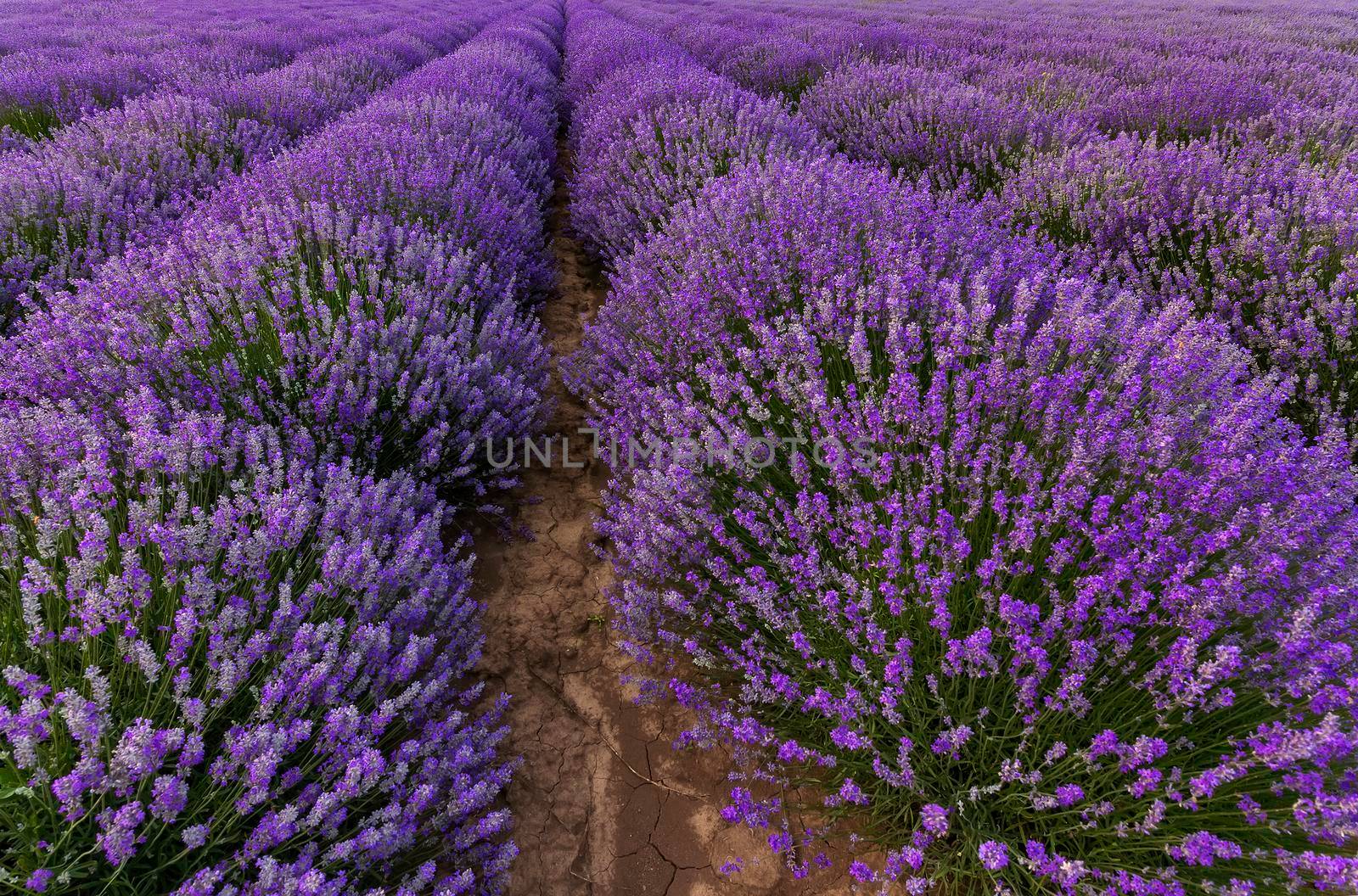 Stunning colorful landscape of blooming lavender rows