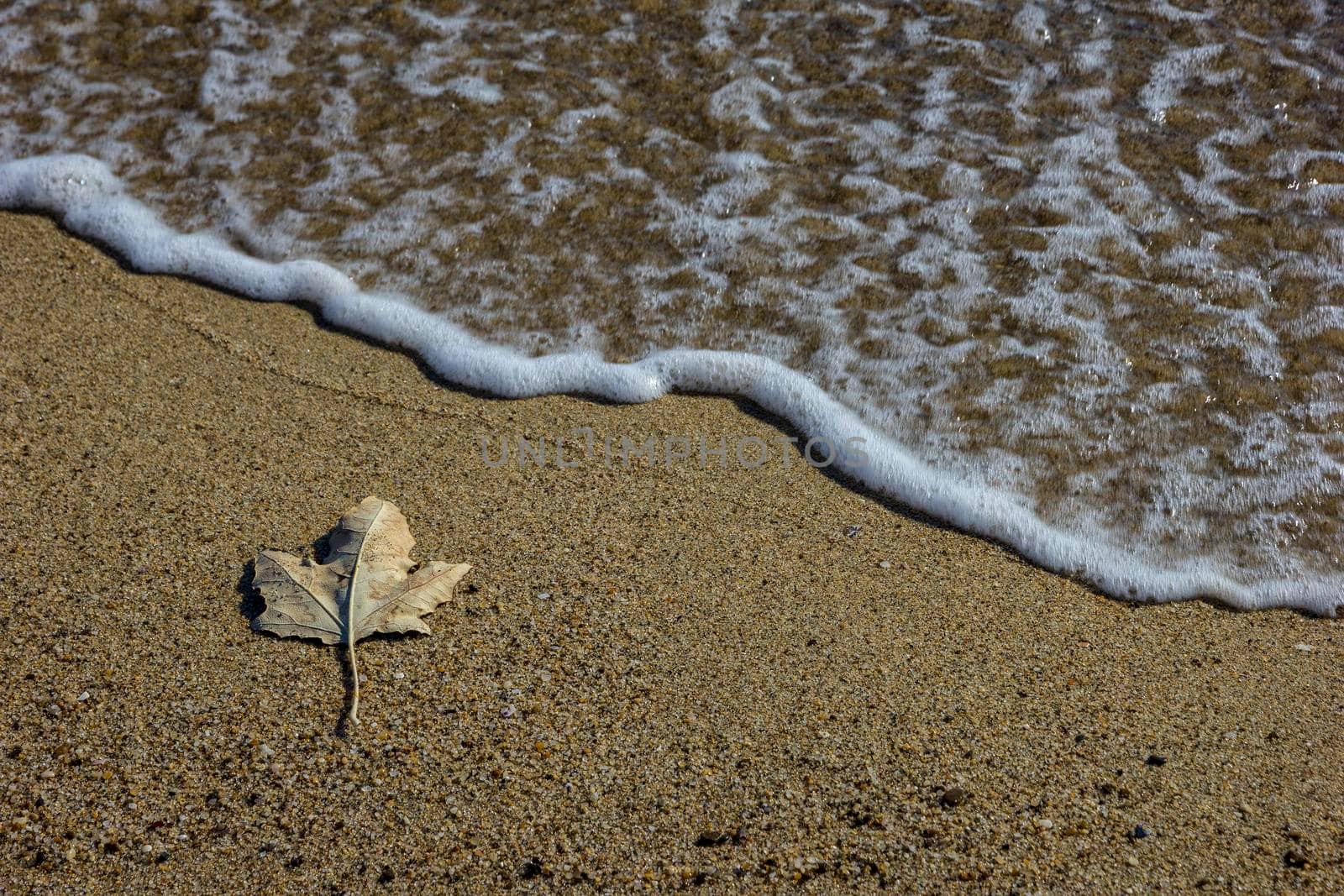 Photo of sea waves and autumn leaf in a sand.