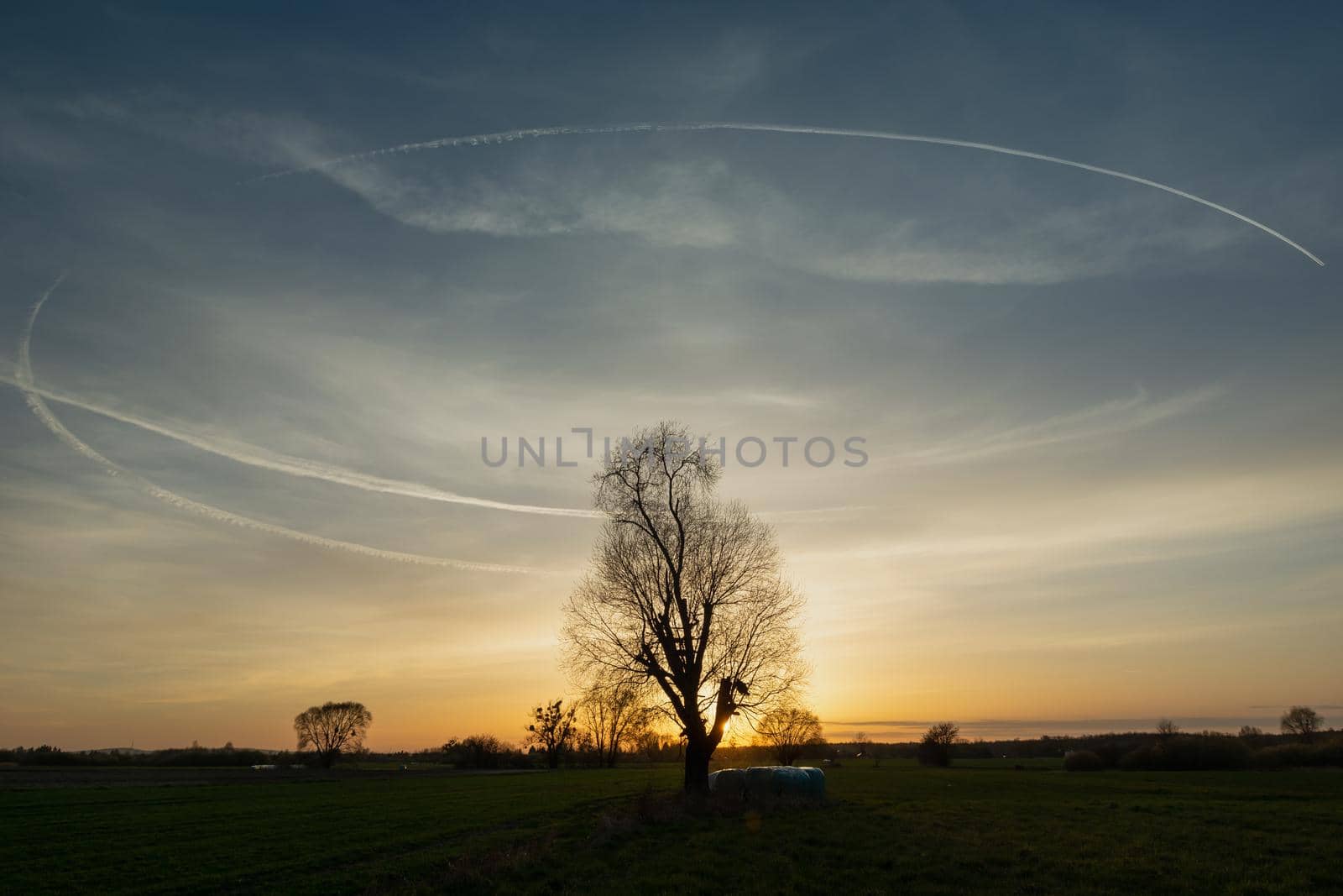 Circular condensation streak over a tree on a meadow during sunset, spring evening