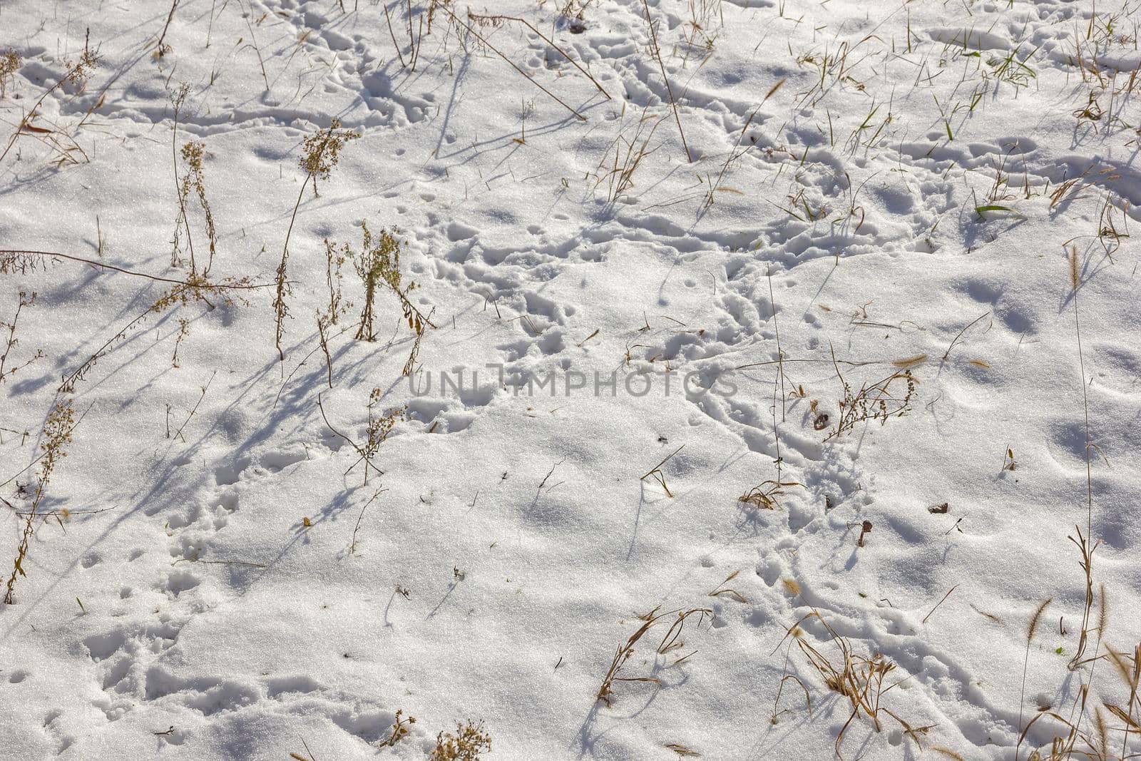 Dry grass and animal traces in snow on a field in winter