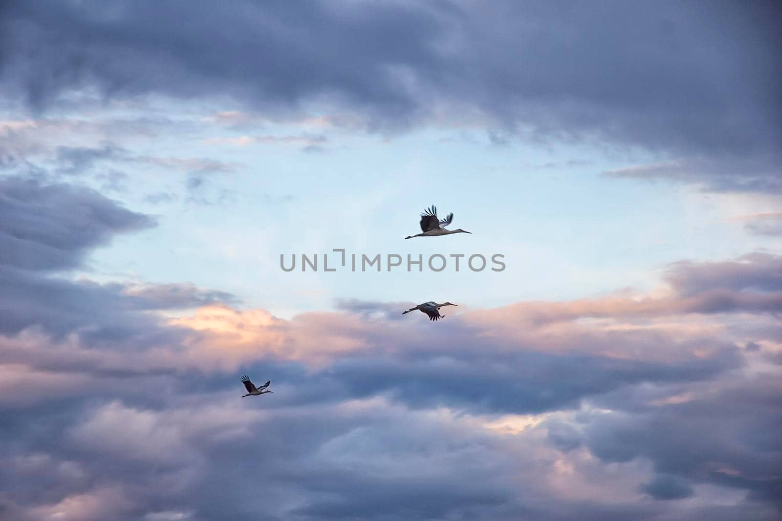 storks flying in the background of the amazing sky autumn migration of the storks in the sky