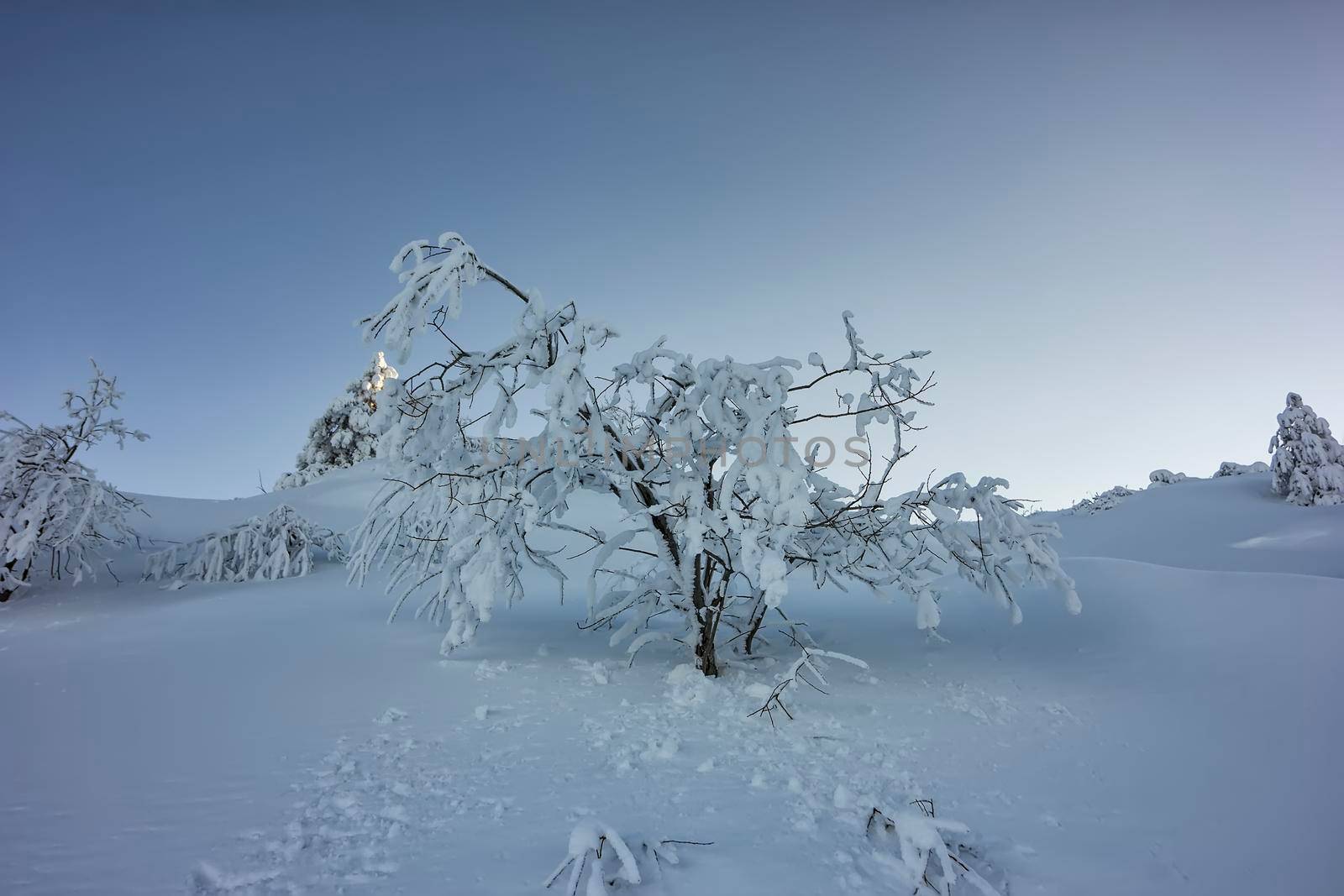 Beautiful winter tree and branches covered with snow.