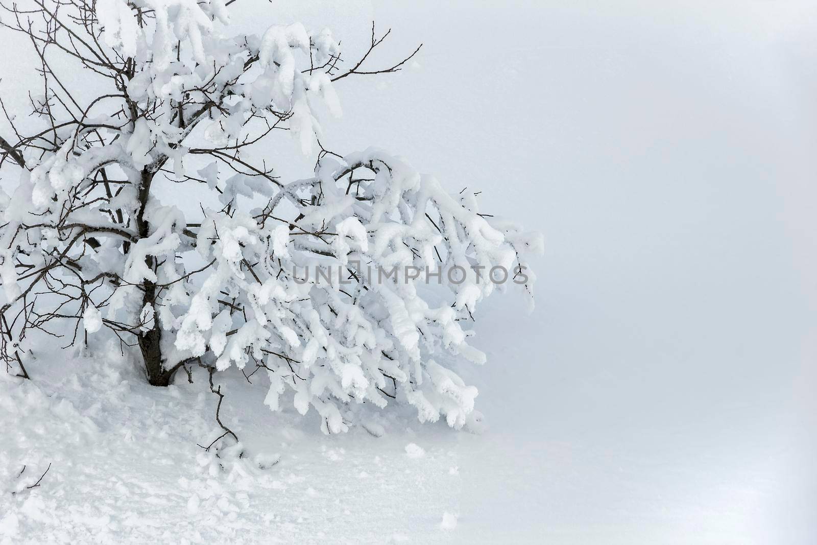 Beautiful winter tree and branches covered with snow on white natural background