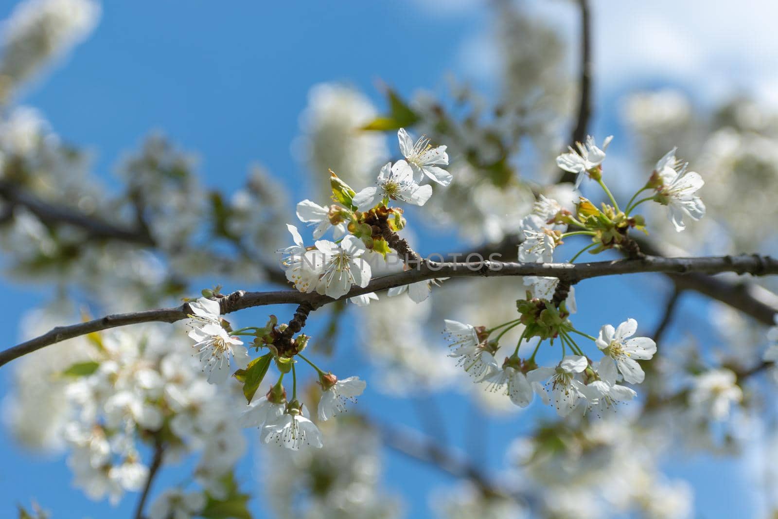 Twig of flowering cherry with white flowers and blue sky, spring view