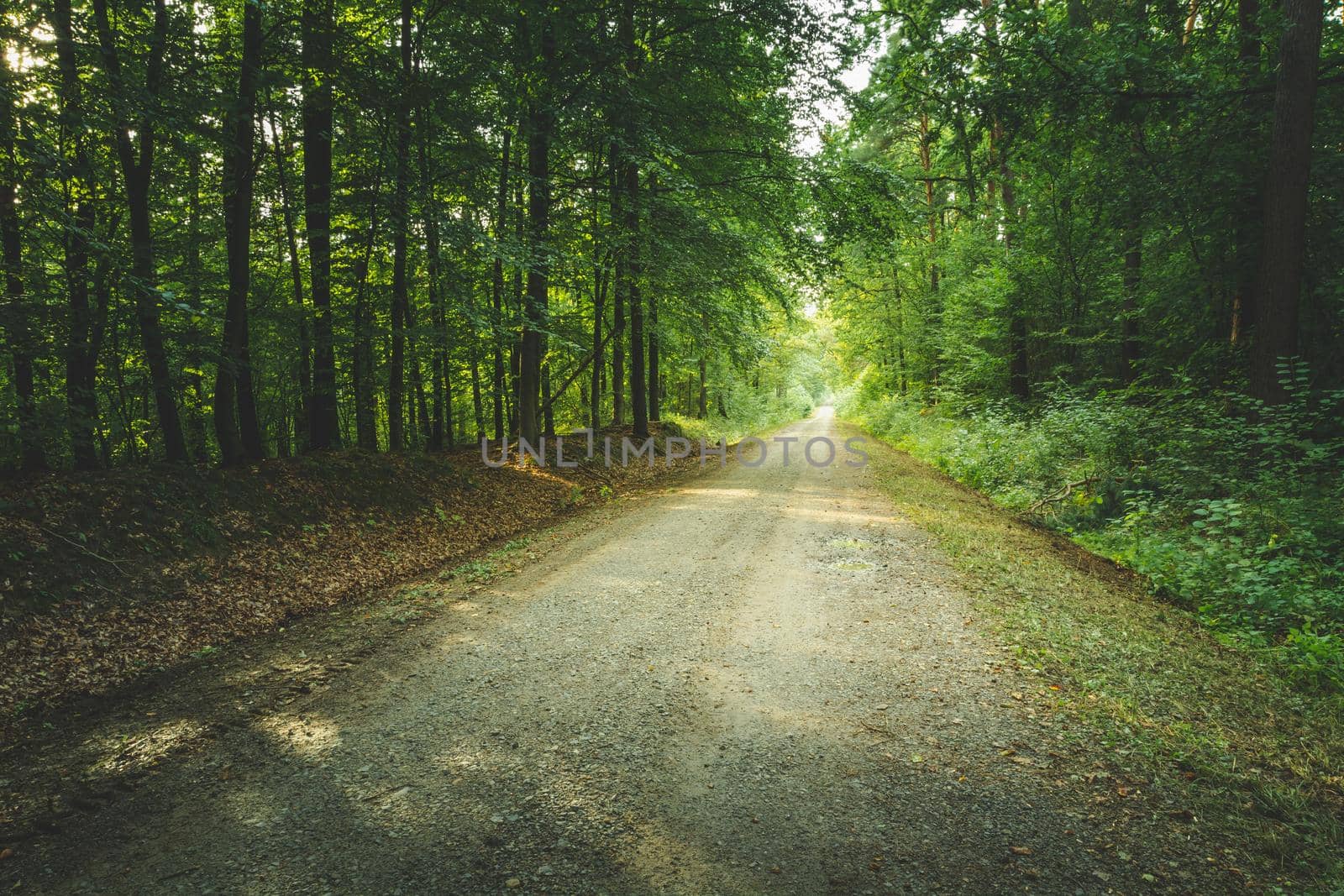 A dirt road through the green forest and sunlight, summer day