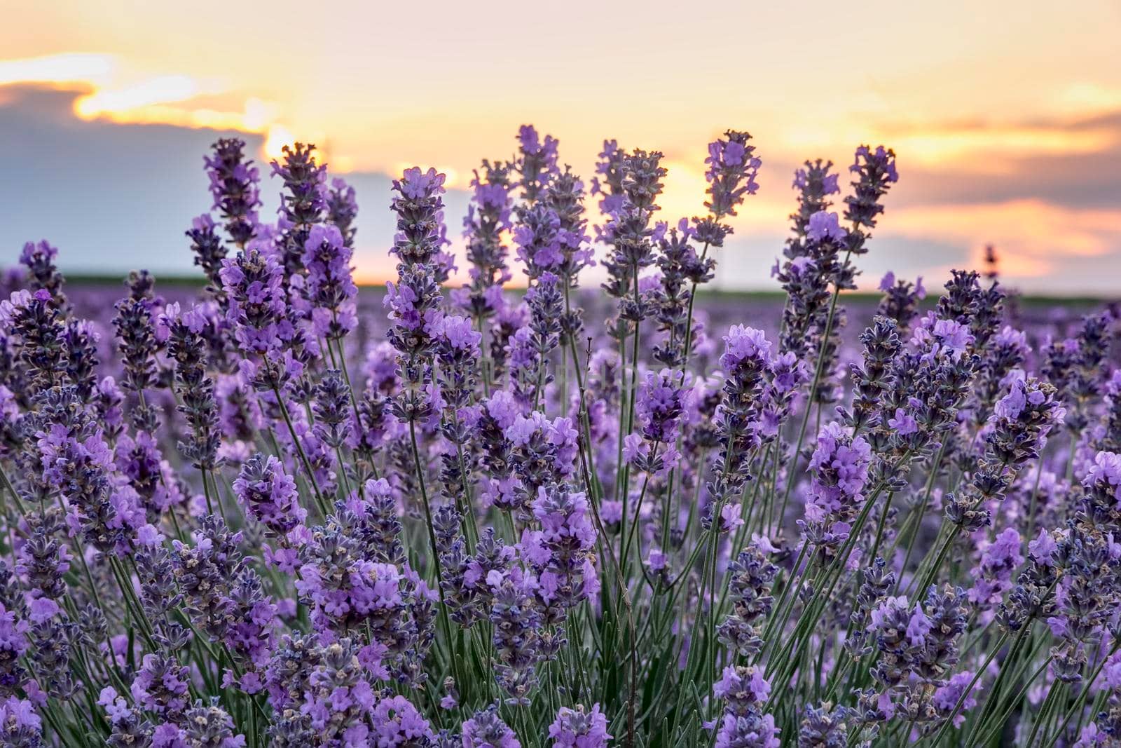 Blooming lavender at sunset. Close