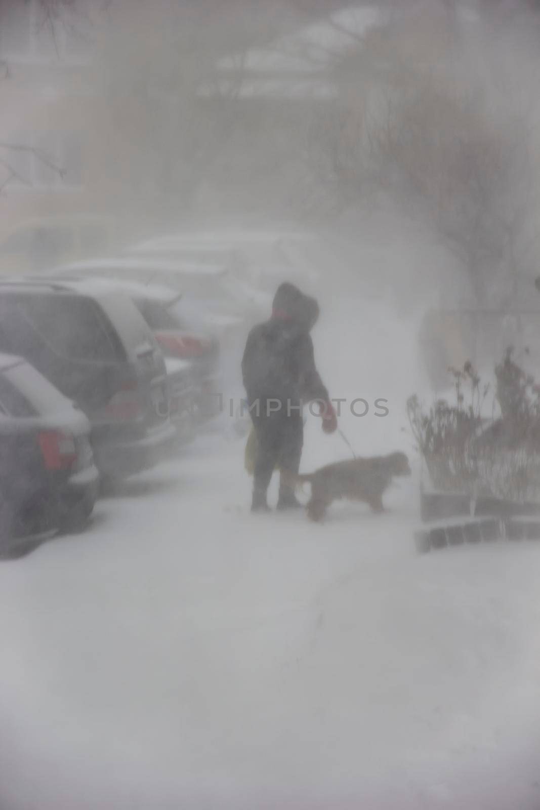 walking man with a dog. Winter, a blizzard in the city