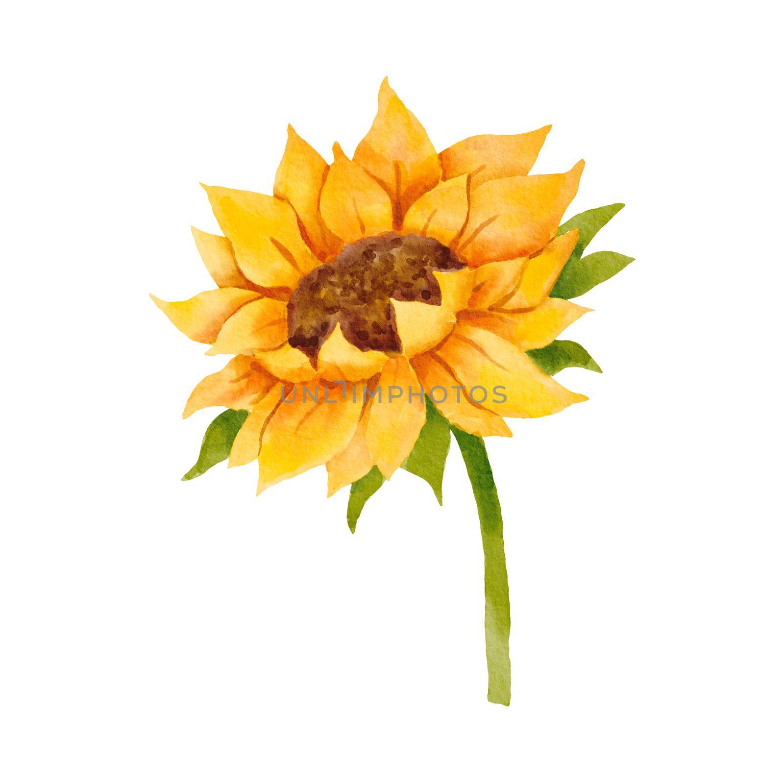 Watercolor sunflower bud. Colorful botanical hand drawn yellow flower illustration isolated on white
