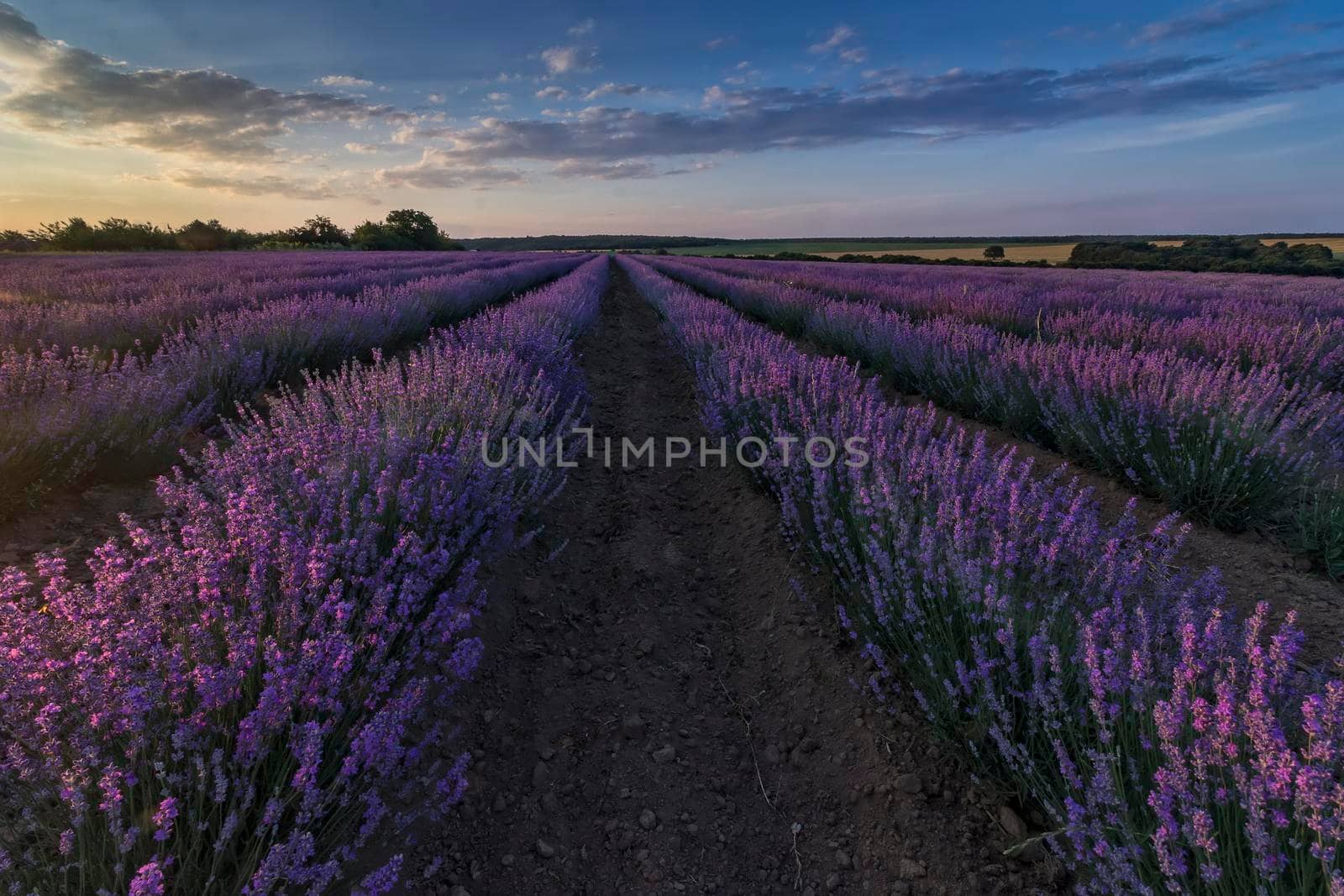 Beautiful landscape of lavender fields at sunset with dramatic sky