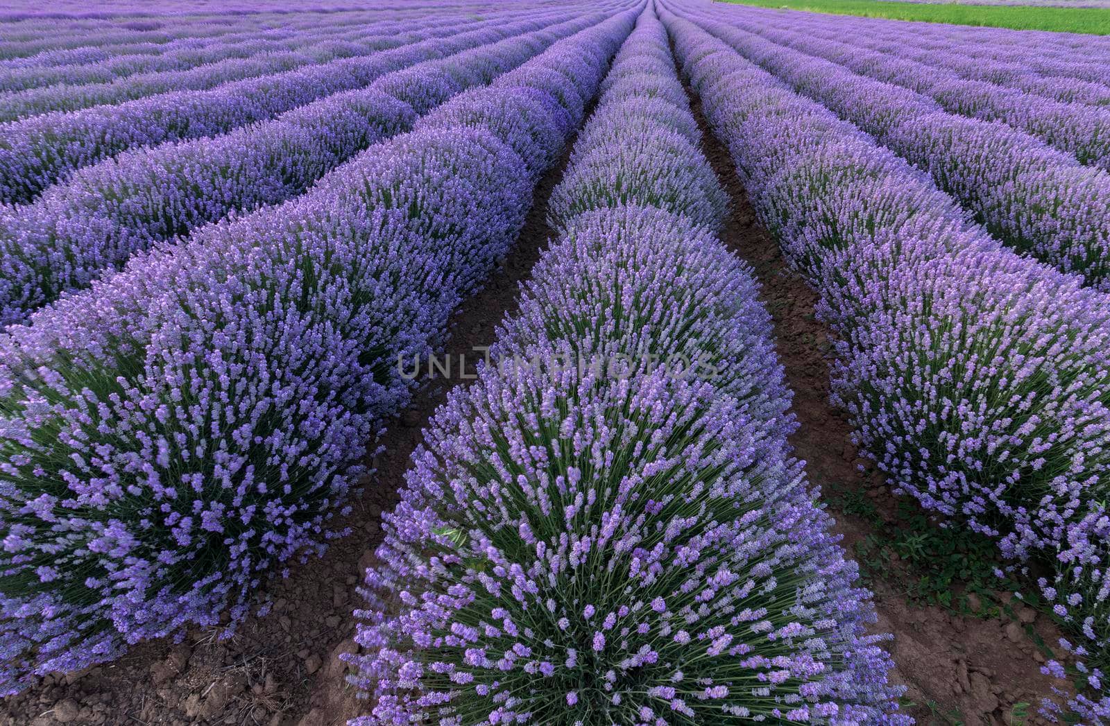Beautiful landscape of lavender fields 