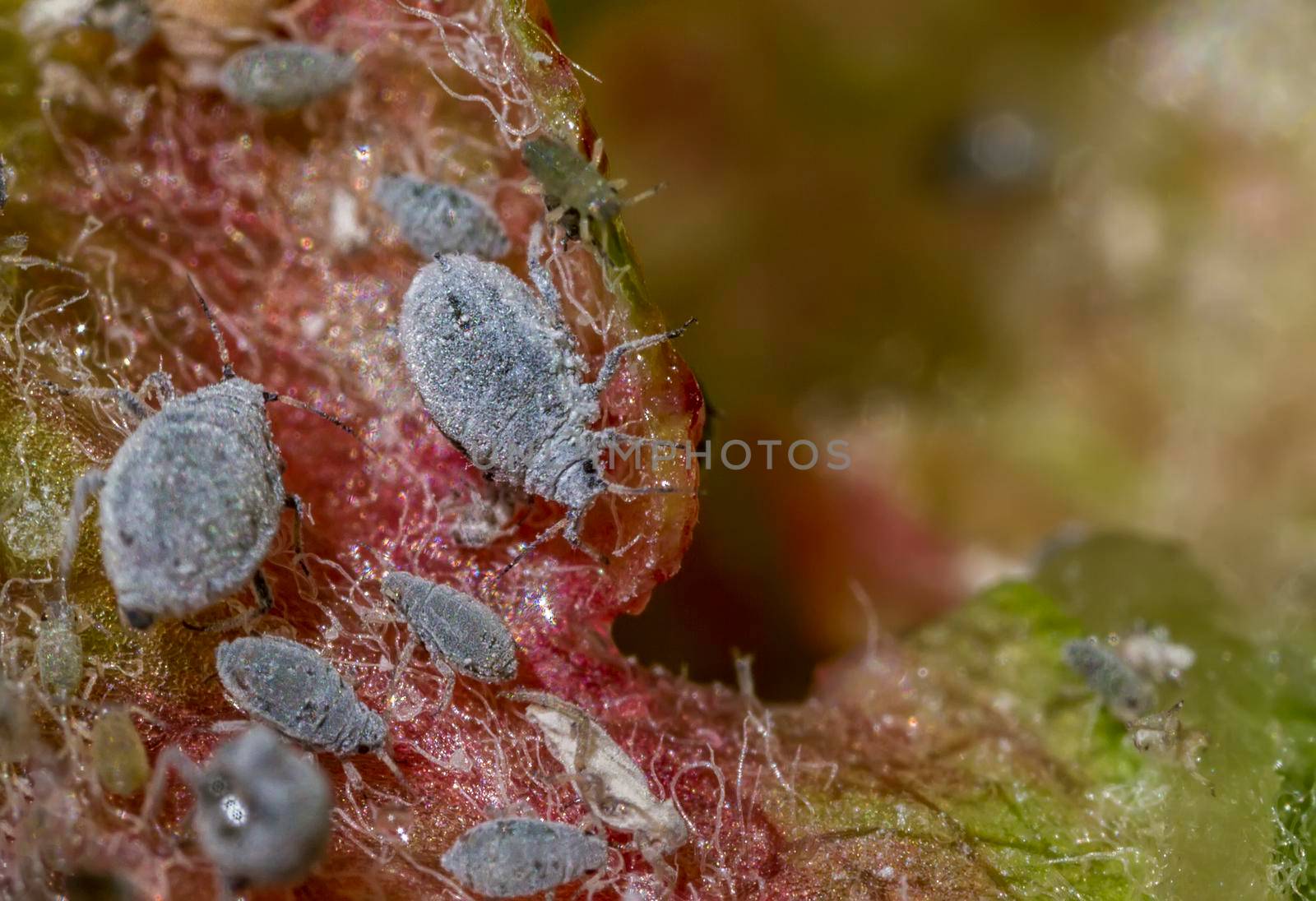 aphids on a leaf in nature. Close up