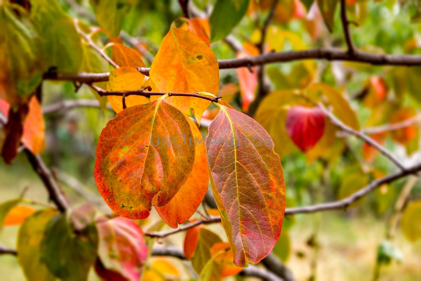 persimmon tree with beautiful colorful leaves in fall.  Close