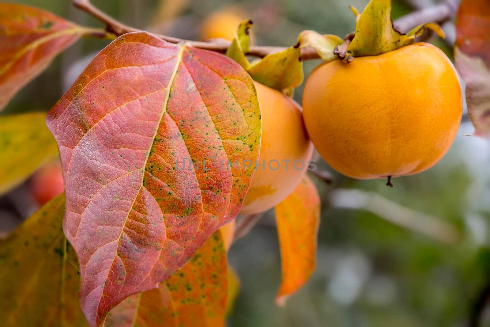 A persimmon fruits on a branch with colorful leaves in fall. 