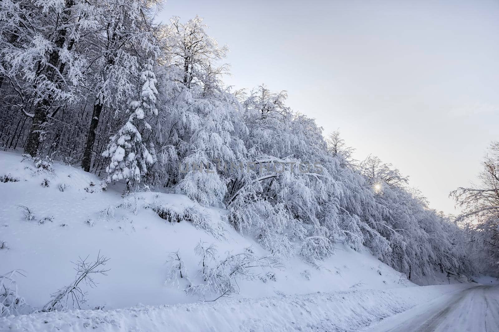 Fairy winter forest in the snow. Winter time. Beautiful winter landscape with snow.
