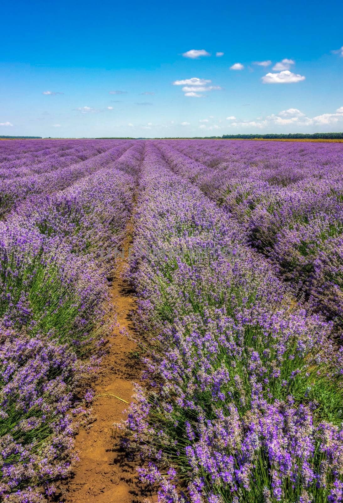 Lavender flower blooming scented fields in endless rows. Vertical view.