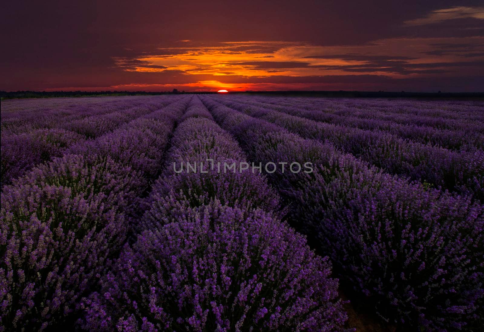 Amazing landscape with lavender field at sunset/sunrise