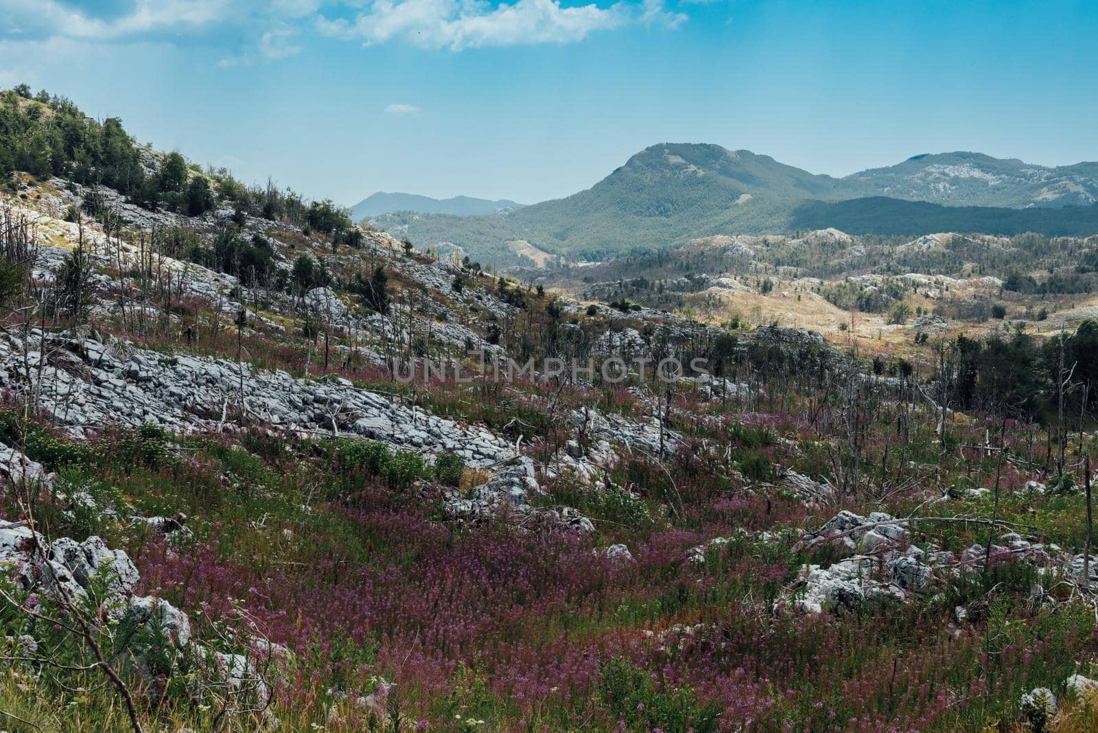 Panoramic view of idyllic mountain scenery in the Alps with fresh green meadows in bloom on a beautiful sunny day. Summer mountain landscape Landcscape hight mountains. Landscape in the fields.