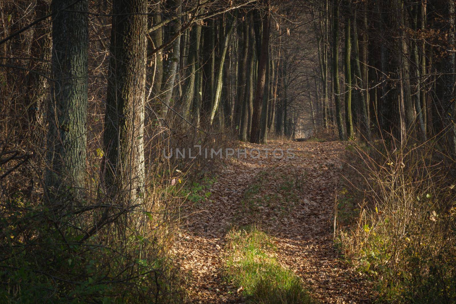 A dirt road in a dark dense forest, autumn day
