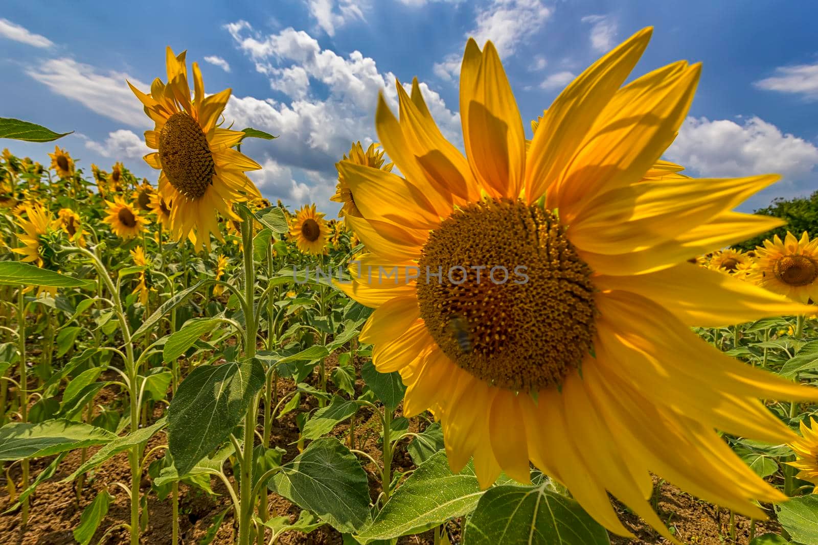 sunflower field under blue sky and big sunflower close