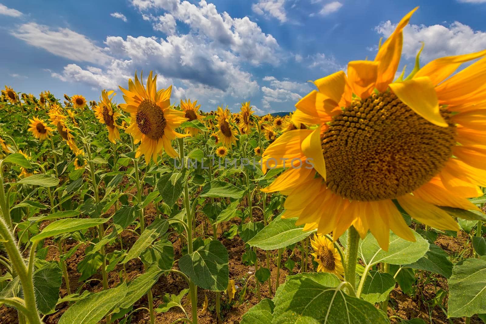 sunflower field under blue sky and big shame sunflower close