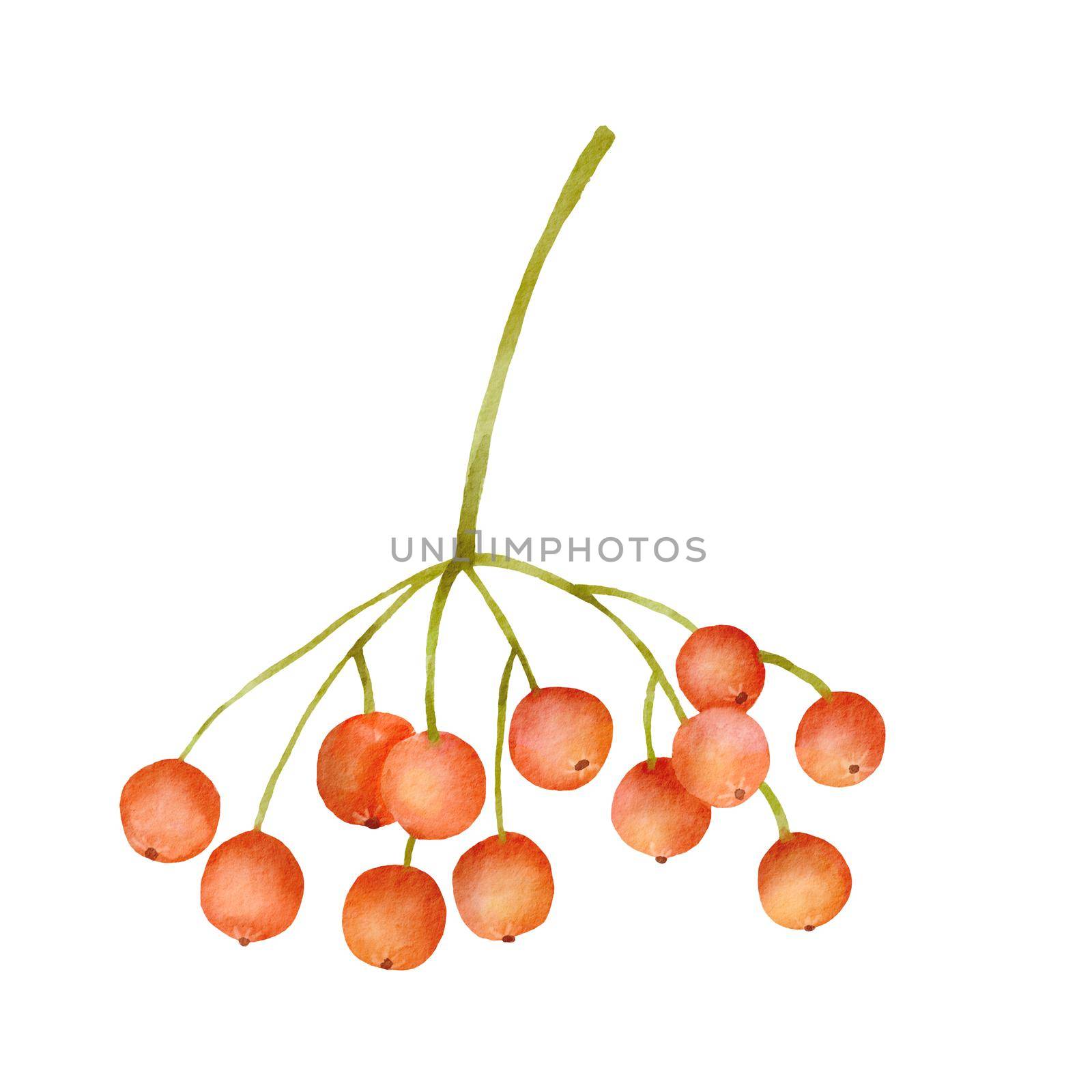 Watercolor illustration of rowan. Bright red branch with berries. Hand drawn fall plant isolated on white