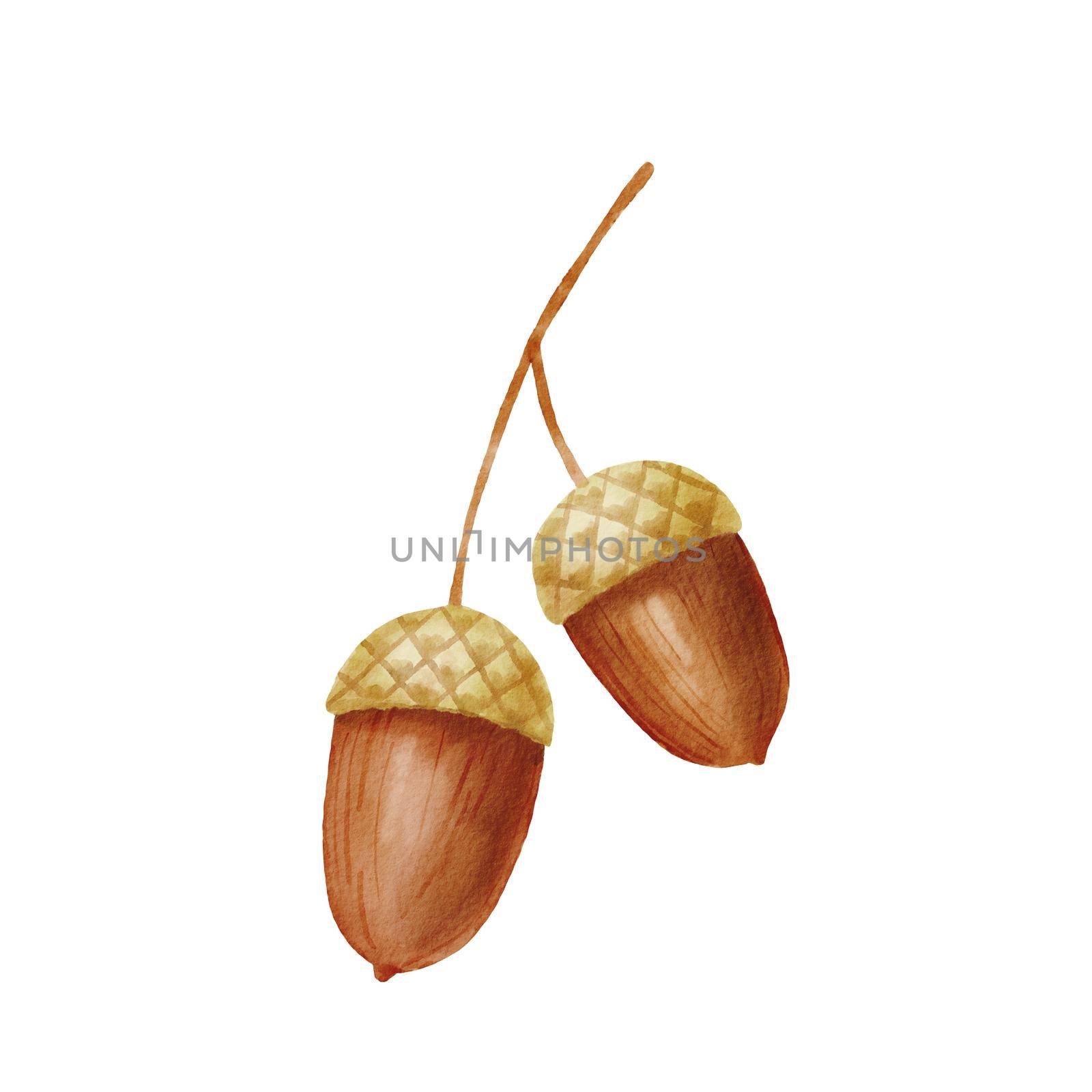 Watercolor colorful cute acorn. Autumn design element. Hand drawn fall illustration isolated on white