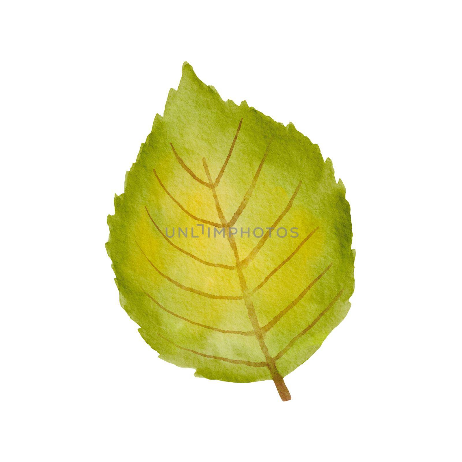 Watercolor green tree leaf isolated on white background. Drawing of plant by ElenaPlatova