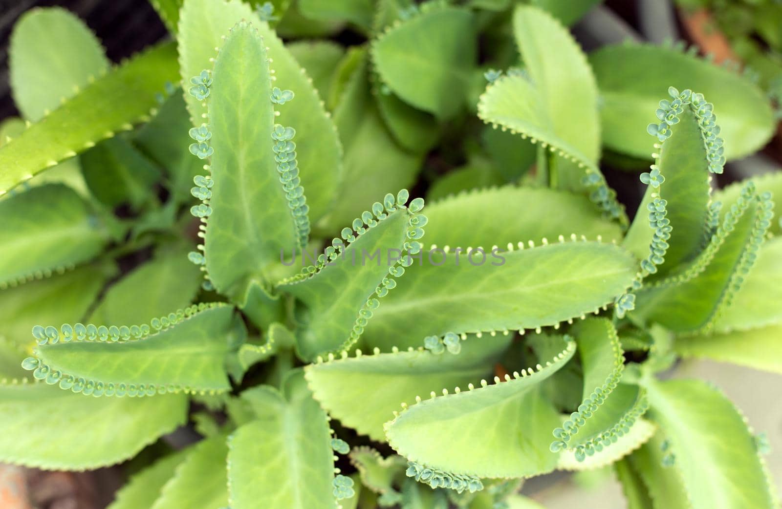 Green tropic big leaves background