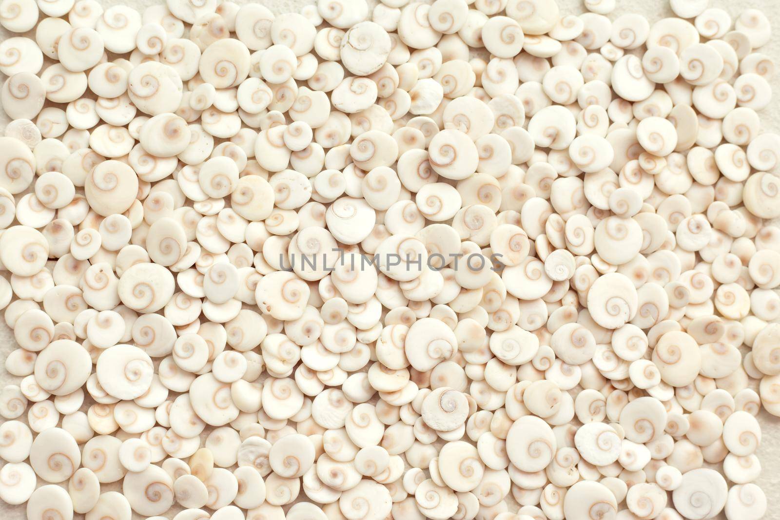 Light sea style background. Scattering of shells