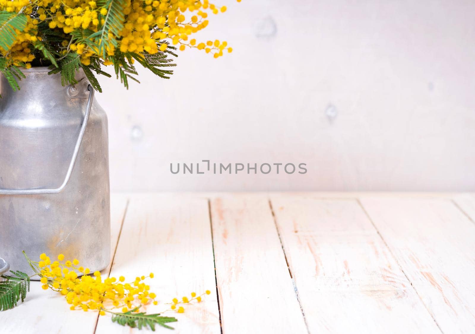 Mimosa flowers in a vintage metal milk can on the rustic white wooden background. Shabby chic style decoration with flowers. Selective focus. Space for text