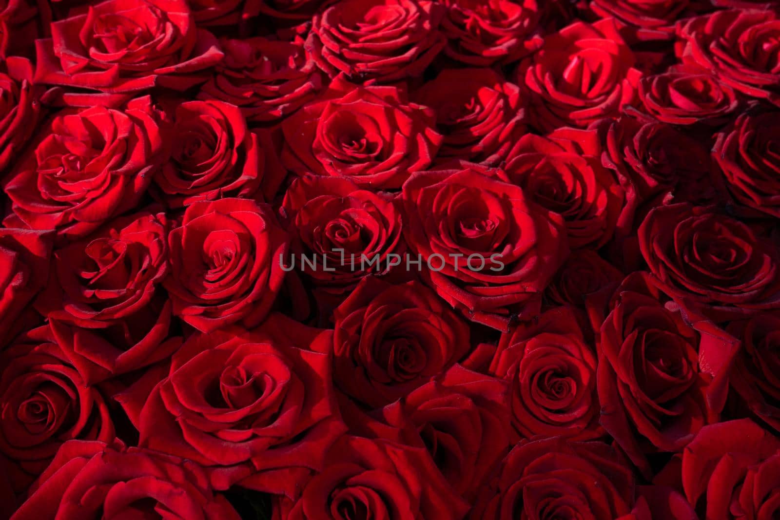 Many blooming red roses with romantic lighting by Serhii_Voroshchuk