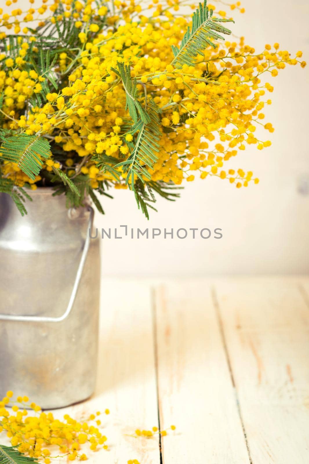 Mimosa flowers in a vintage metal milk can background by its_al_dente
