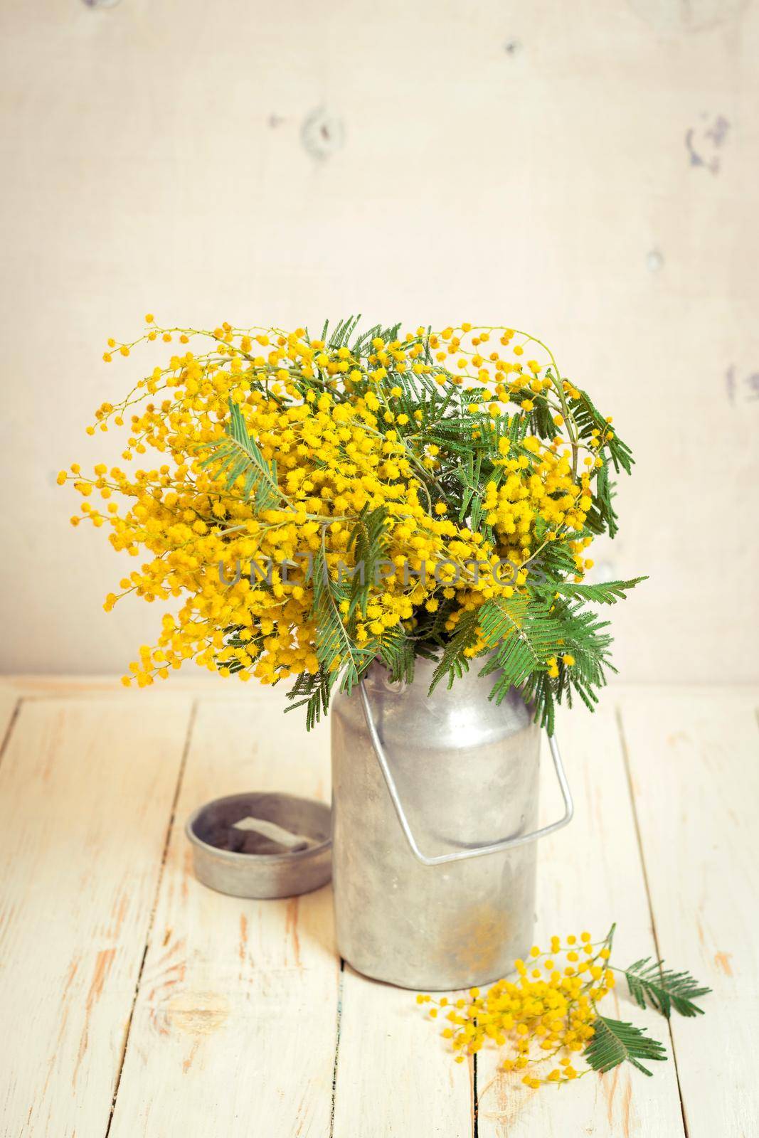 Mimosa flowers in a vintage metal milk can on the rustic white wooden background. Shabby chic style decoration with flowers. Selective focus. Vintage retro toned